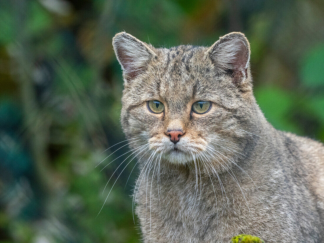 An adult captive European wildcat (Felis silvestris), at the Wildcat Village HALtscheroda, Thuringia, Germany, Europe\n