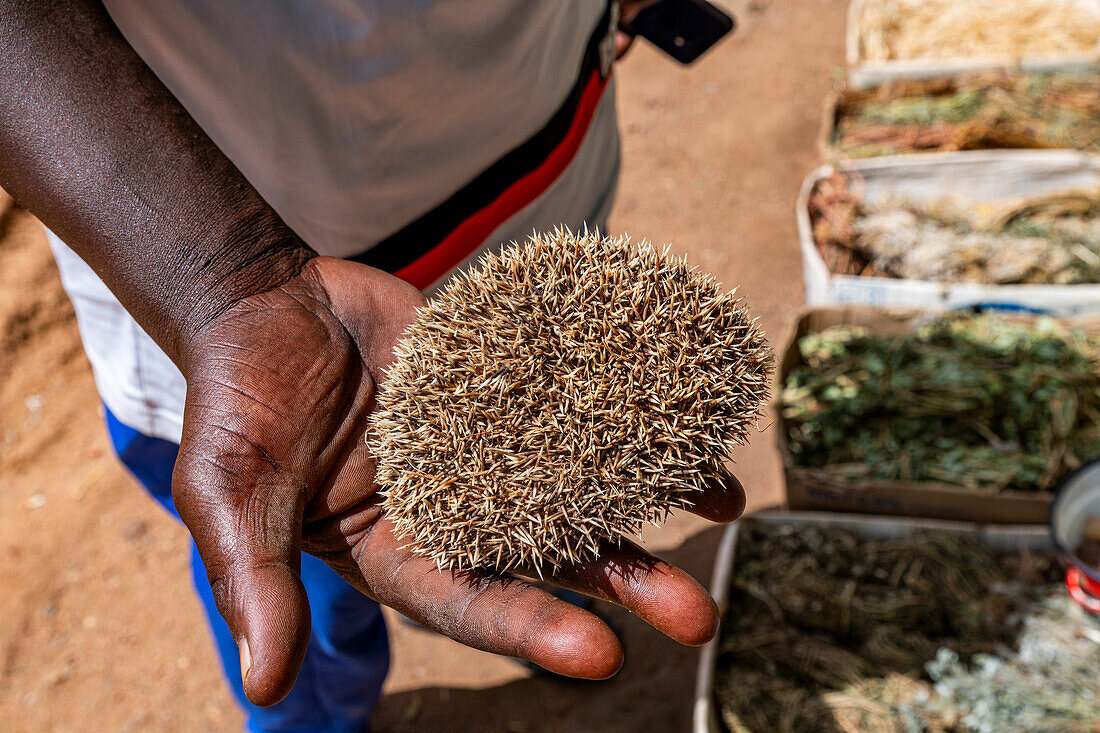 Igelhäute, Markt für traditionelle Medizin, Garoua, Nordkamerun, Afrika