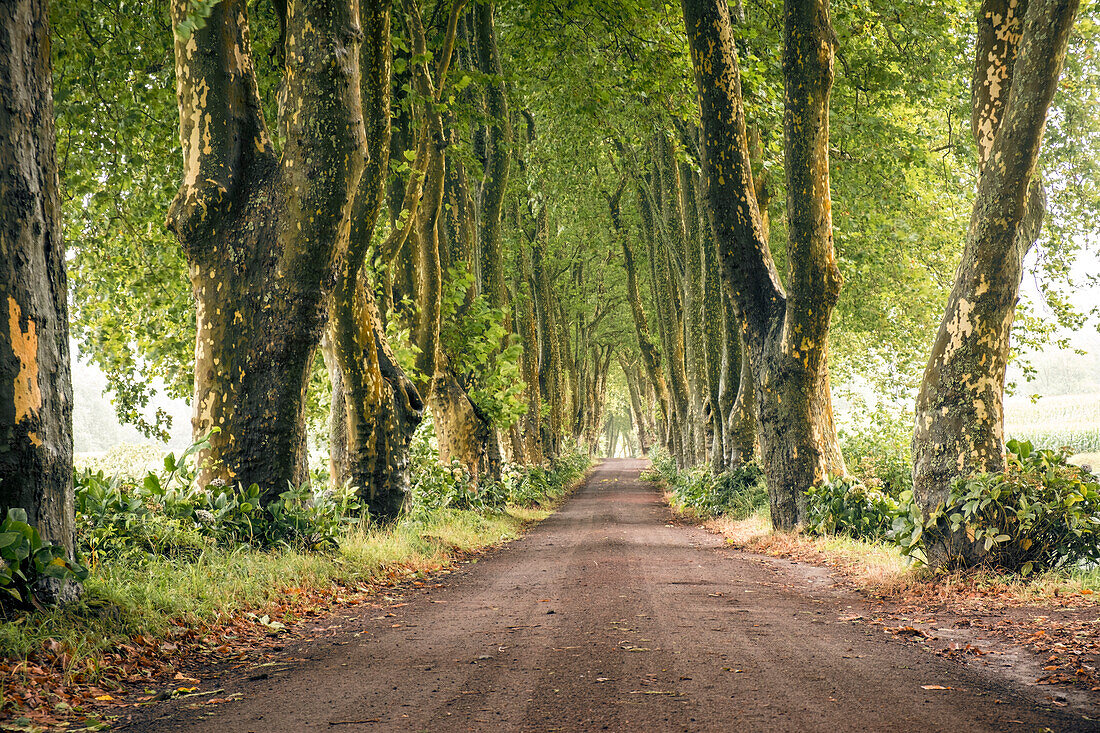 Alameda dos Platanos, a long boulevard of plane trees, on Sao Miguel island, Azores Islands, Portugal, Atlantic, Europe\n