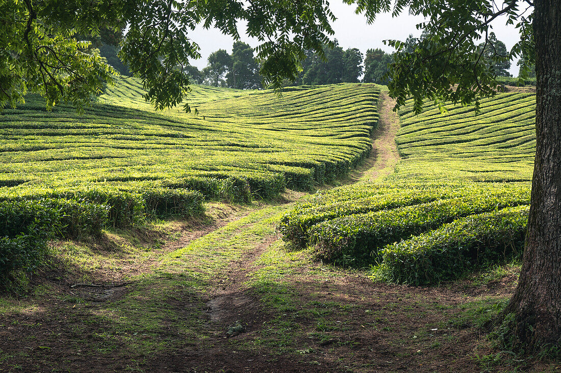 Tea plantation field lines on Sao Miguel island, Azores Islands, Portugal, Atlantic, Europe\n