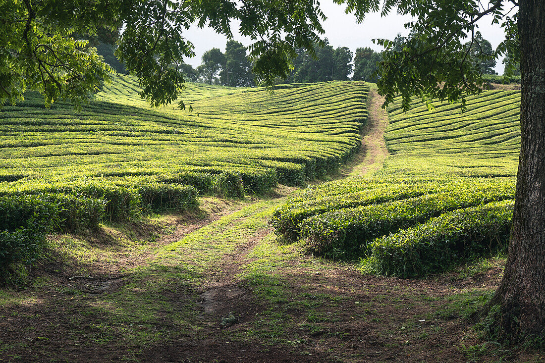 Teeplantage Feldlinien auf der Insel Sao Miguel, Azoren-Inseln, Portugal, Atlantik, Europa