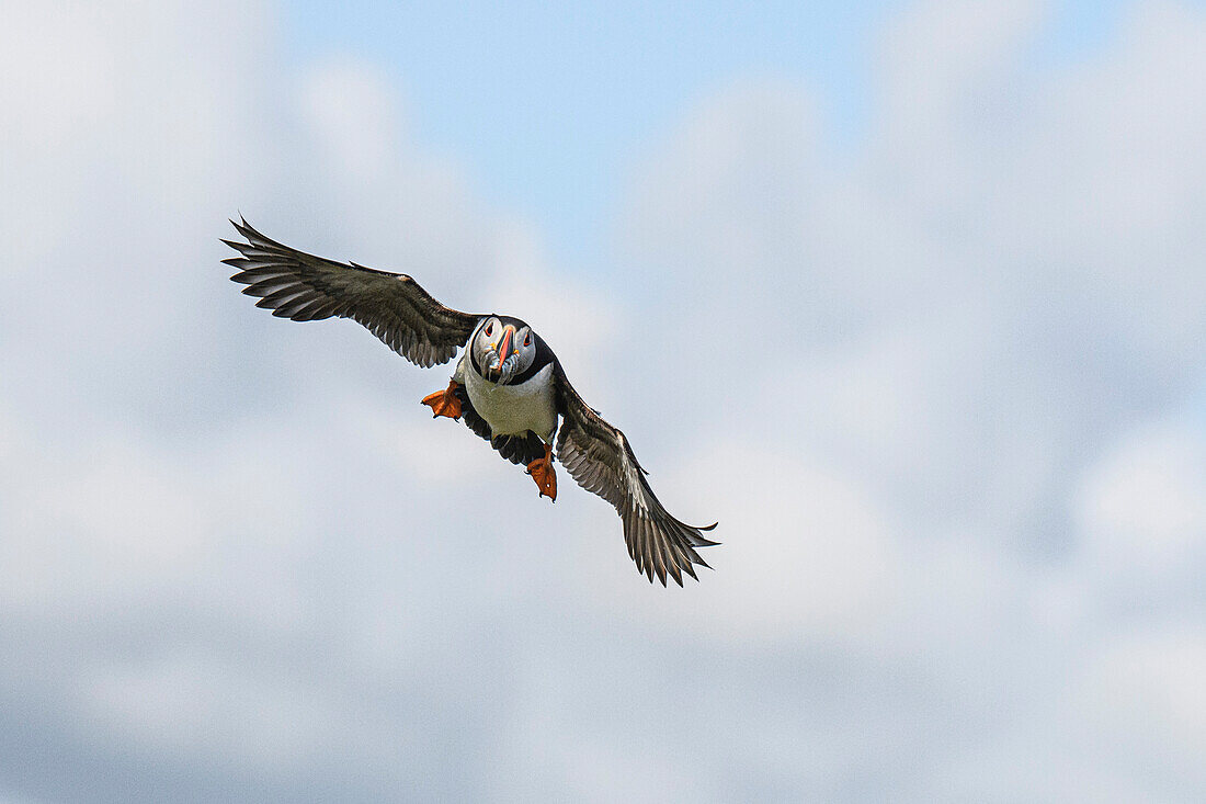 Atlantic Puffin in flight with sand eels in its beak, United Kingdom, Europe\n