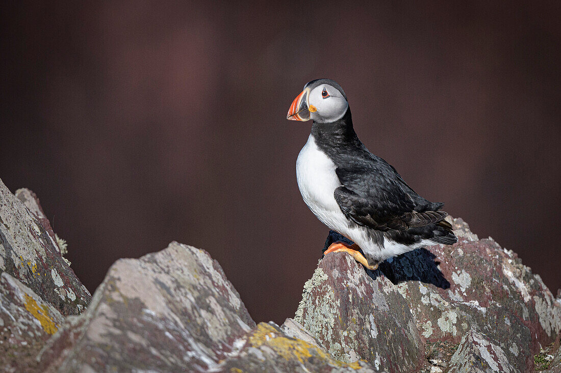 Atlantic Puffin on the rock, United Kingdom, Europe\n