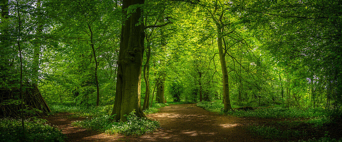 Blick auf Sonnenstrahlen durch dichten Wald, St. Catherine's Wood, Hardwick Park, Derbyshire, England, Vereinigtes Königreich, Europa