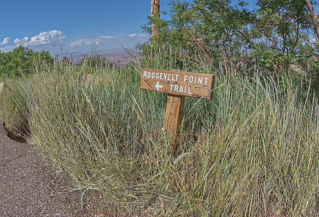 Wooden sign marking the way to Roosevelt Point on the North Rim of Grand Canyon, Arizona, United States of America, North America\n