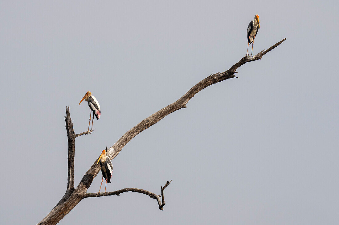Painted Stork (Mycteria leucocephala), Bandhavgarh National Park, Madhya Pradesh, India, Asia\n