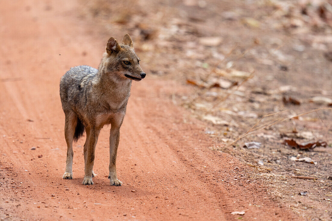 Asiatic Jackal (Canis Aureus), Bandhavgarh National Park, Madhya Pradesh, India, Asia\n