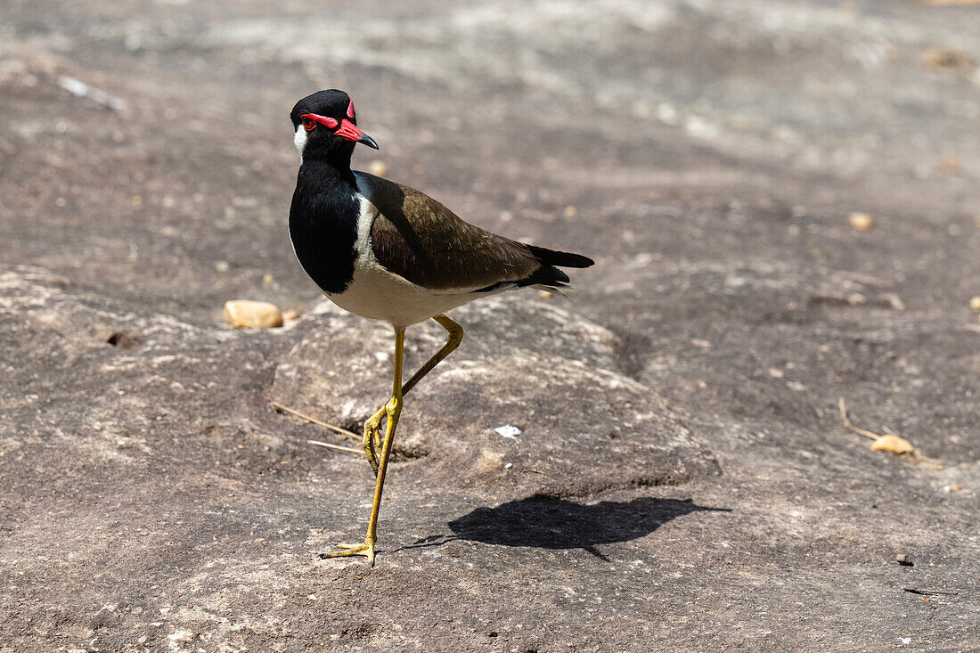 Red-wattled Lapwing (Vanellus indicus), Bandhavgarh National Park, Madhya Pradesh, India, Asia\n