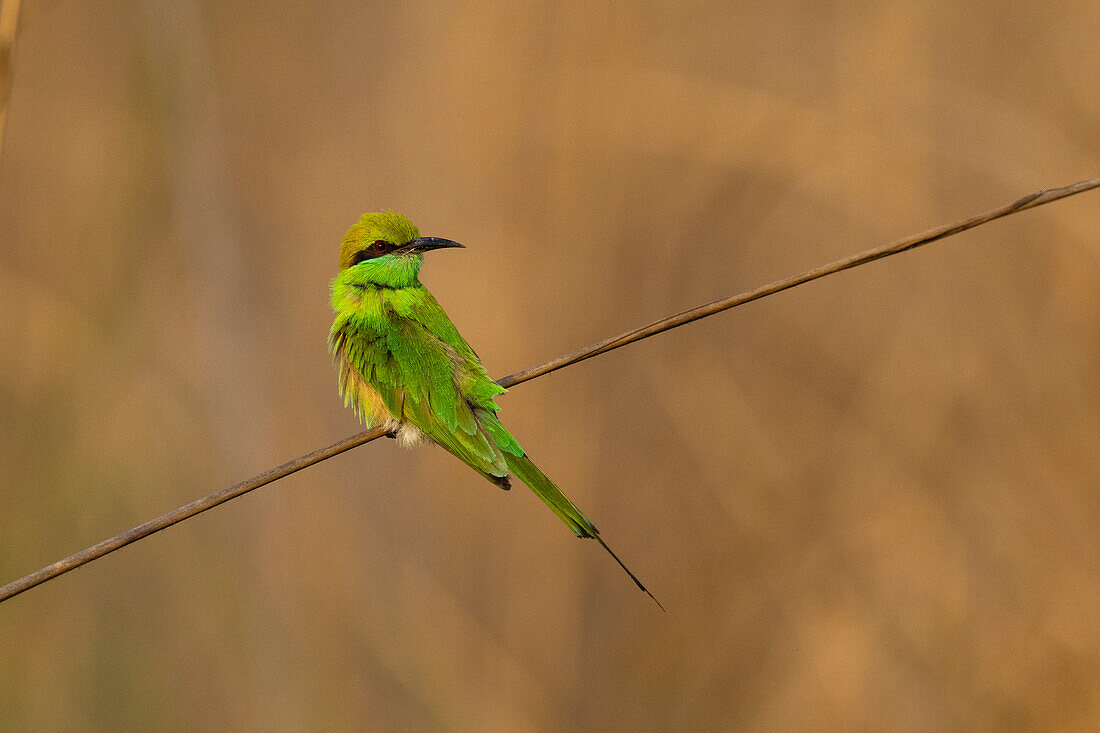 Grüner Bienenfresser (Merops orientalis), Bandhavgarh-Nationalpark, Madhya Pradesh, Indien, Asien