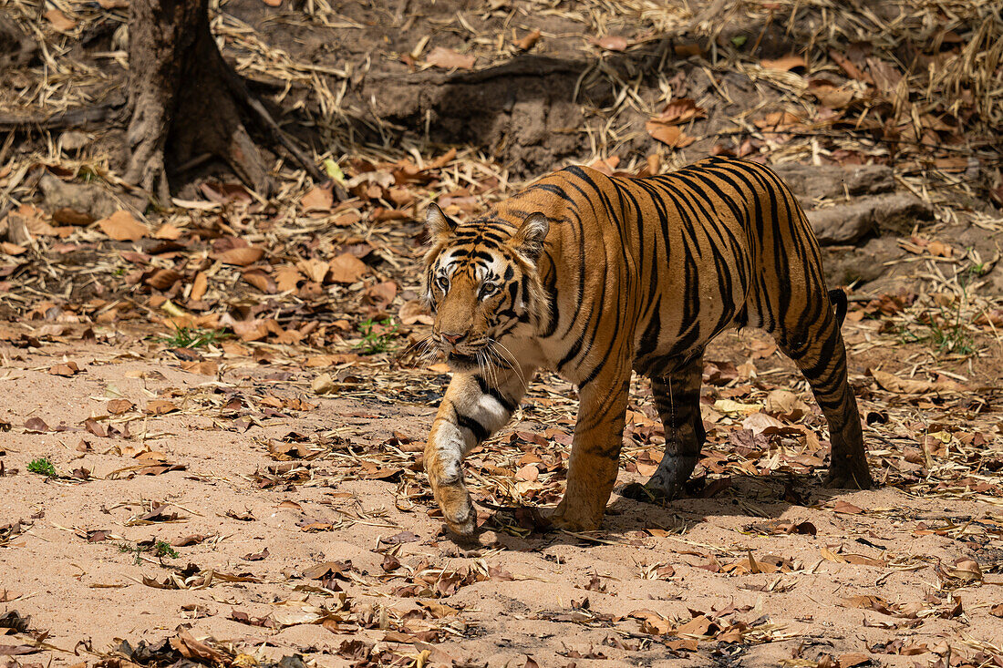 Bengal tiger (Panthera Tigris), Bandhavgarh National Park, Madhya Pradesh, India, Asia\n