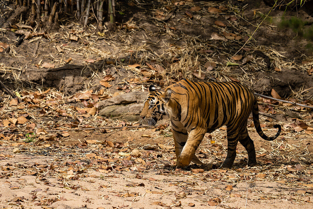 Bengalischer Tiger (Panthera Tigris), Bandhavgarh-Nationalpark, Madhya Pradesh, Indien, Asien