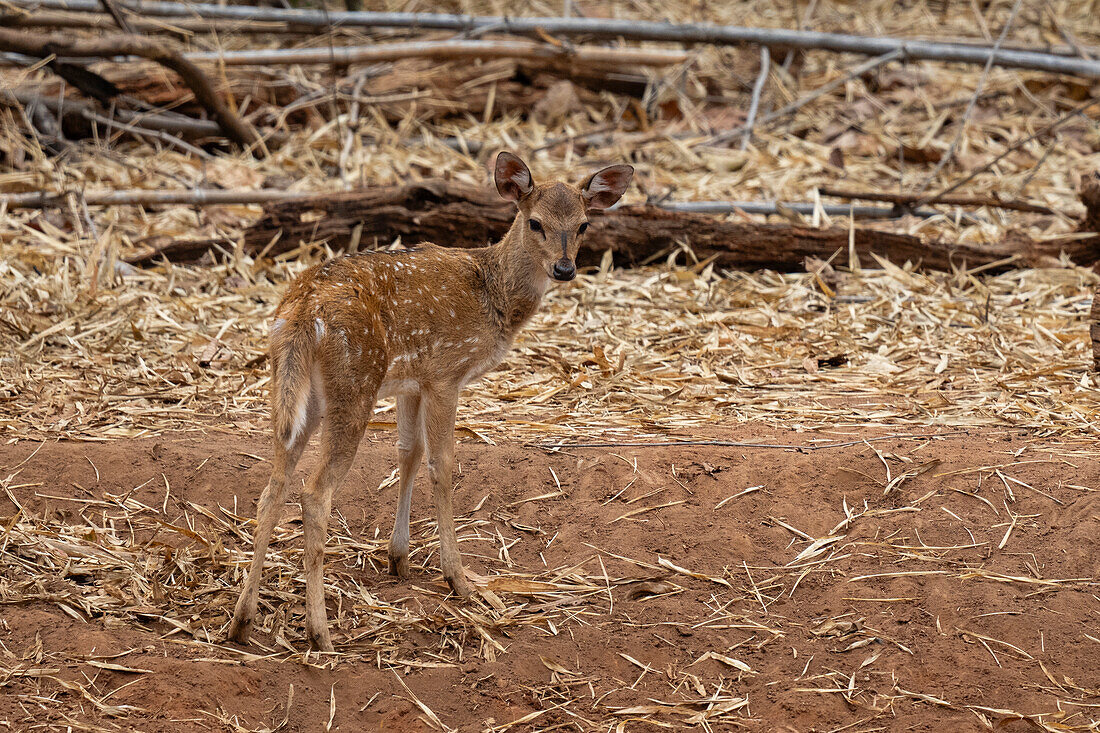 Axis Deer (Cervus axis), Bandhavgarh National Park, Madhya Pradesh, India, Asia\n