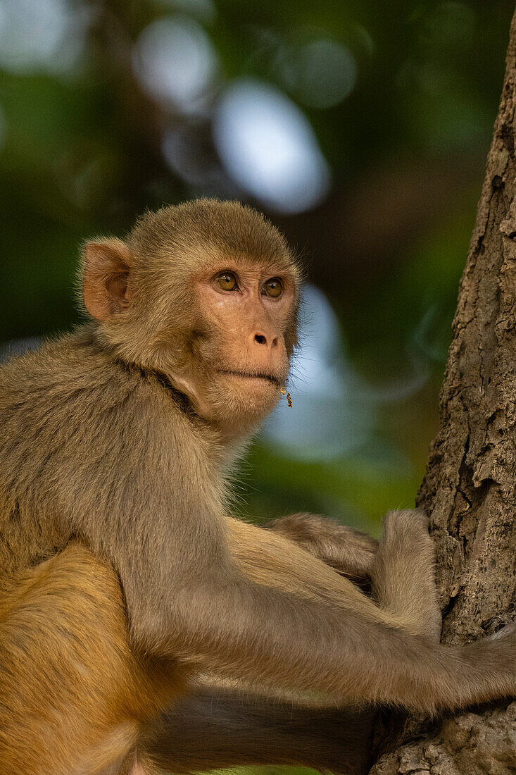 Rhesusaffen (Macaca mulatta), Bandhavgarh-Nationalpark, Madhya Pradesh, Indien, Asien