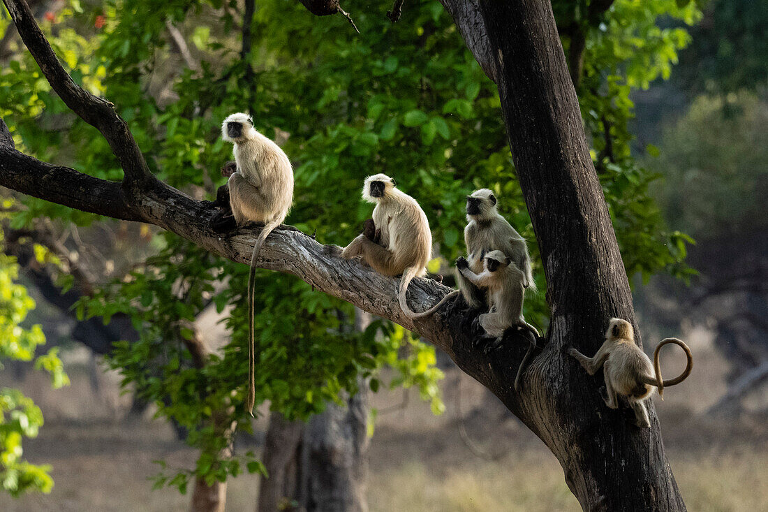 Common Langur (Semnopithecus Entellus), Bandhavgarh National Park, Madhya Pradesh, India, Asia\n