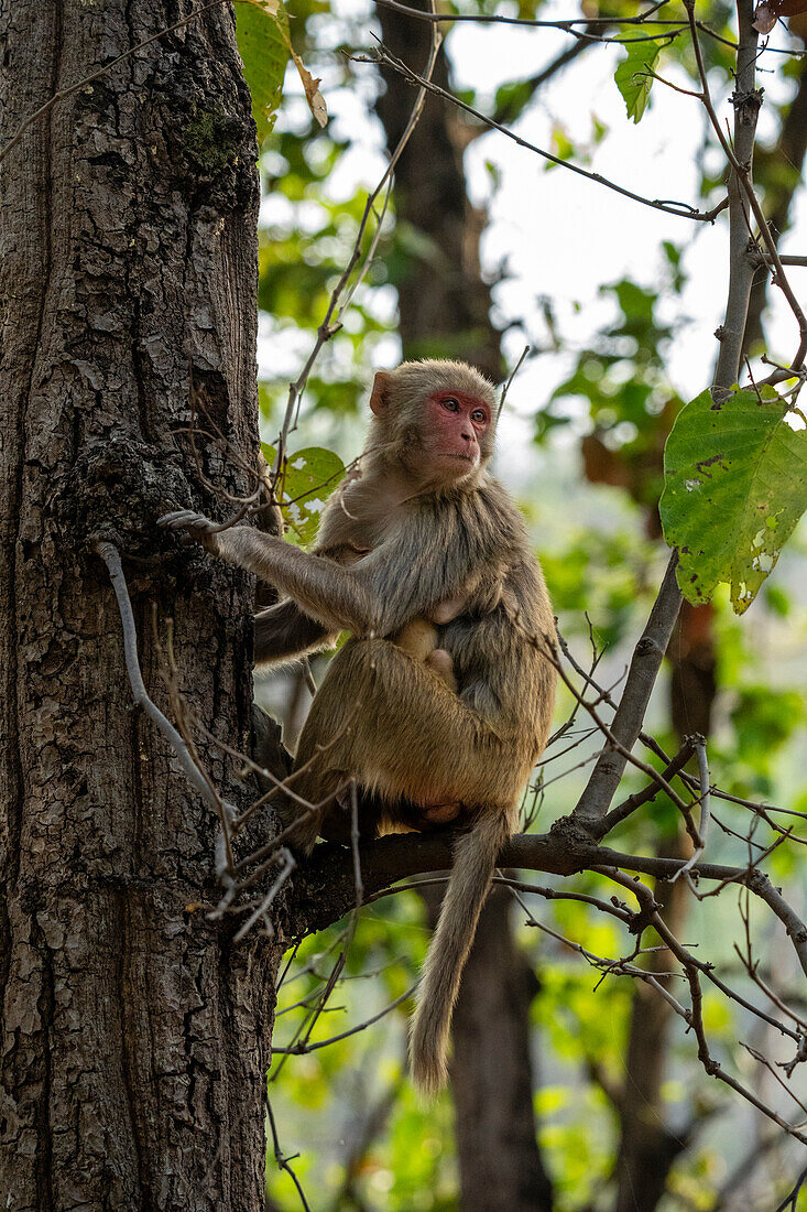 Rhesusaffen (Macaca mulatta), Bandhavgarh-Nationalpark, Madhya Pradesh, Indien, Asien