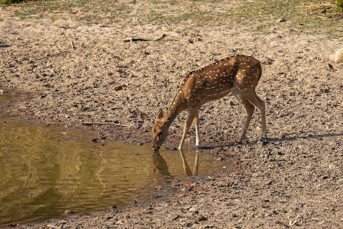 Axis Deer (Cervus axis), Bandhavgarh National Park, Madhya Pradesh, India, Asia\n