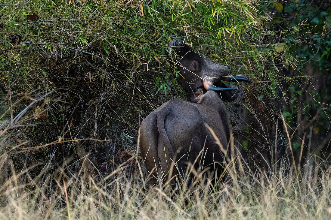 Indischer Gaur (Bos gaurus), Bandhavgarh National Park, Madhya Pradesh, Indien, Asien