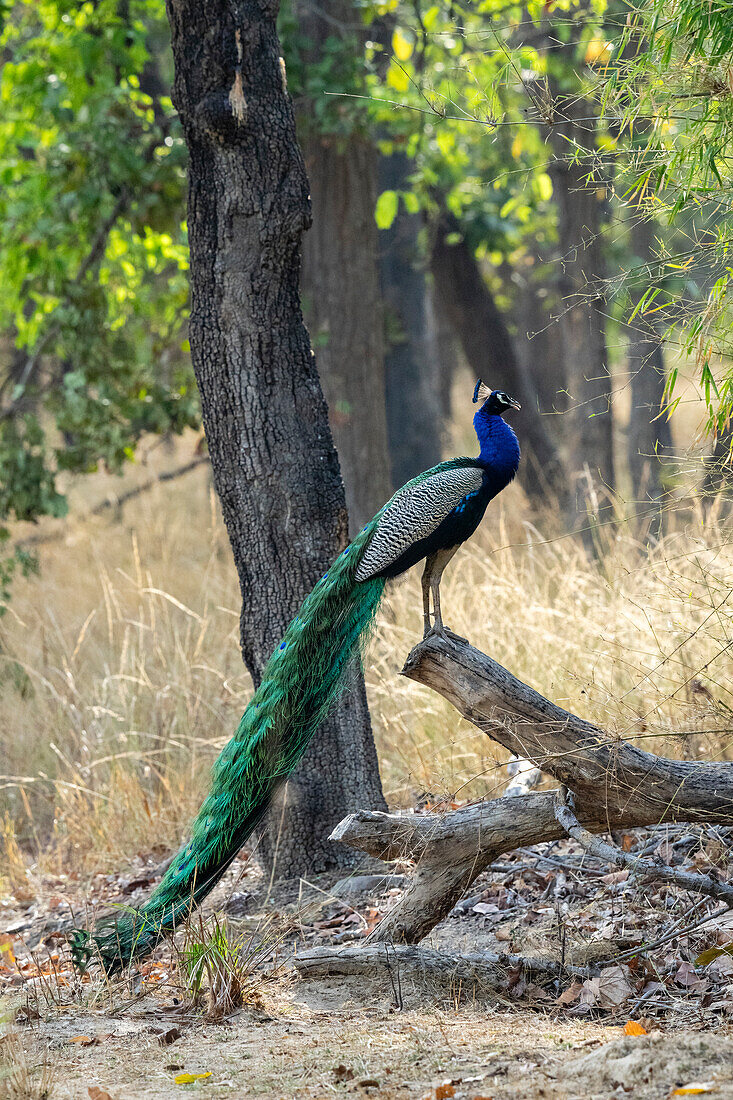 Indian Peafowl (Pavo cristatus), Bandhavgarh National Park, Madhya Pradesh, India, Asia\n