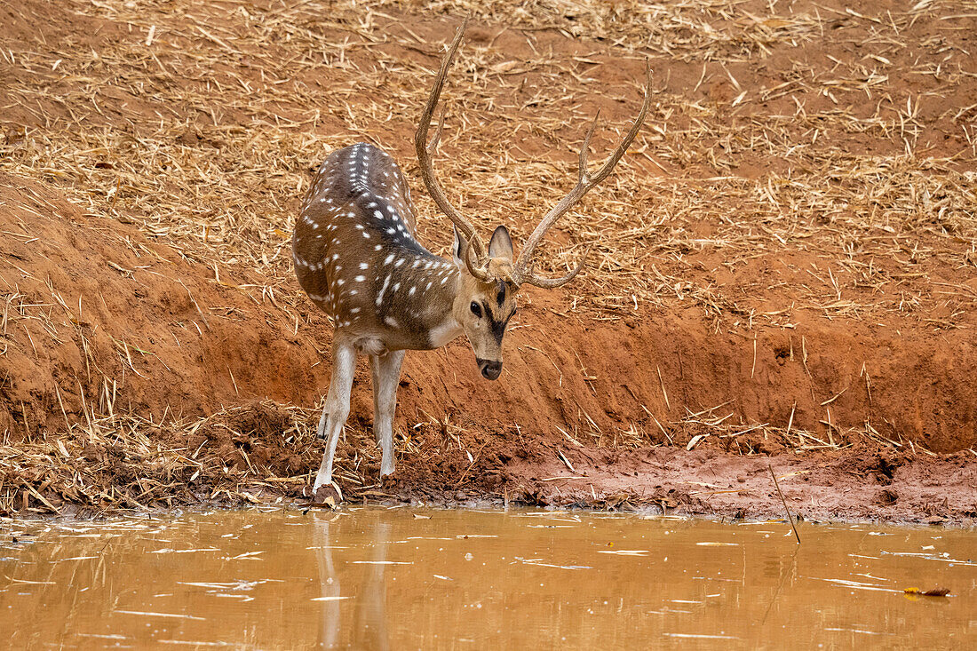 Axis Deer (Cervus axis), Bandhavgarh National Park, Madhya Pradesh, India, Asia\n