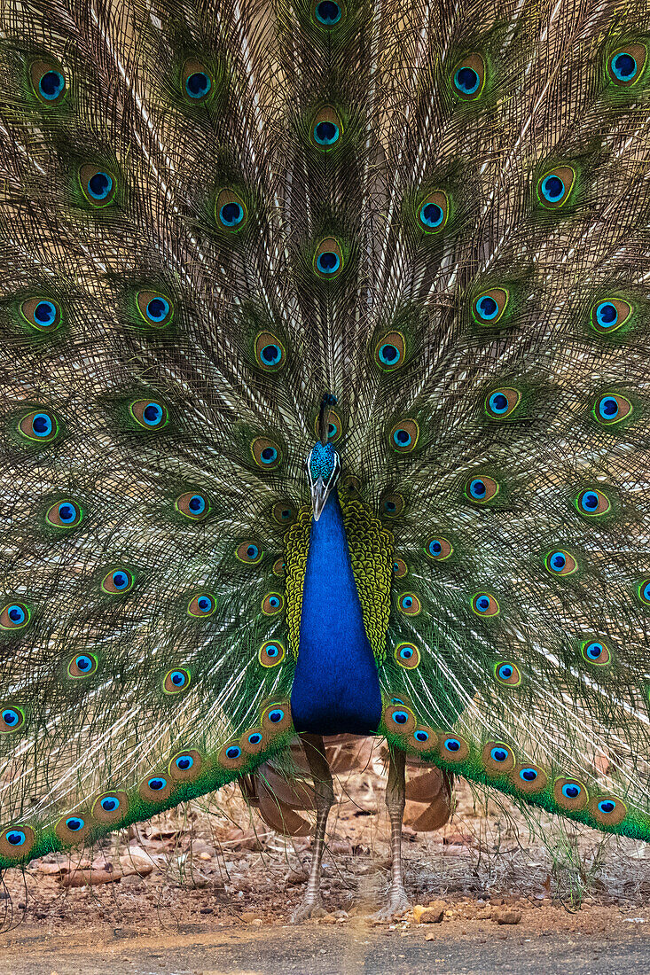 Indian Peafowl (Pavo cristatus) displaying, Bandhavgarh National Park, Madhya Pradesh, India, Asia\n