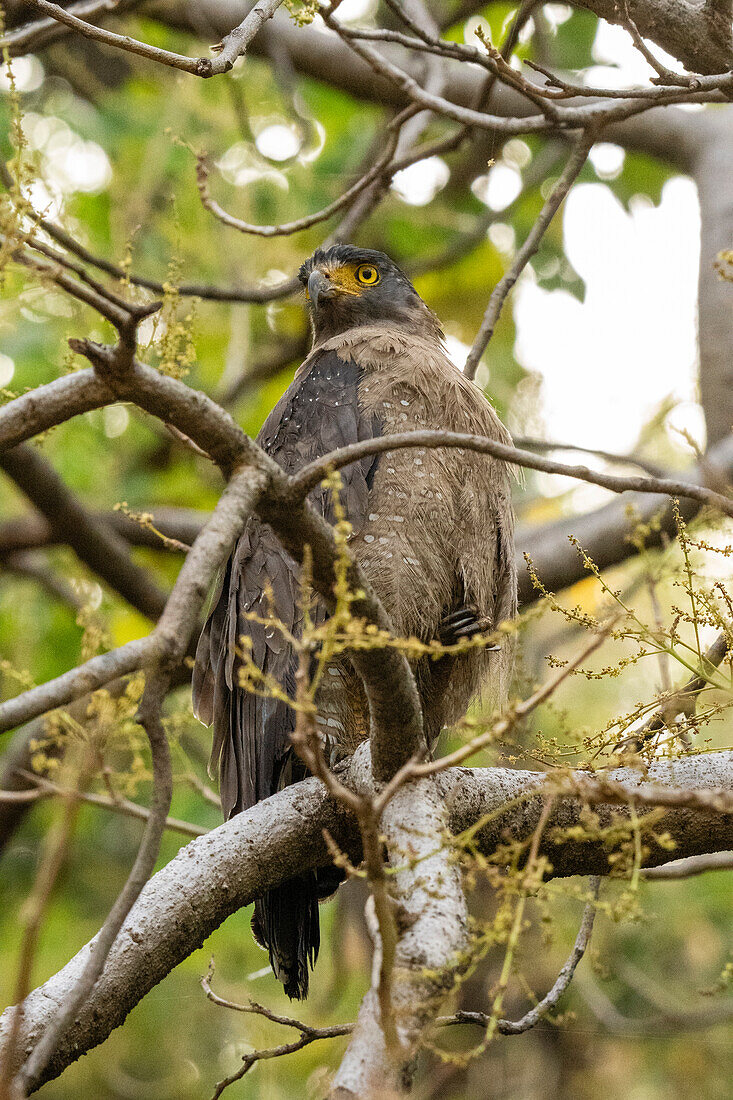 Crested Serpent-Eagle (Spilornis cheela), Bandhavgarh National Park, Madhya Pradesh, India, Asia\n