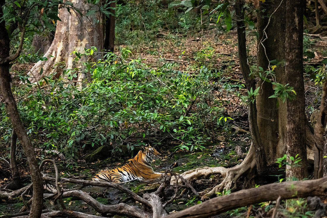 Bengal tiger (Panthera Tigris), Bandhavgarh National Park, Madhya Pradesh, India, Asia\n