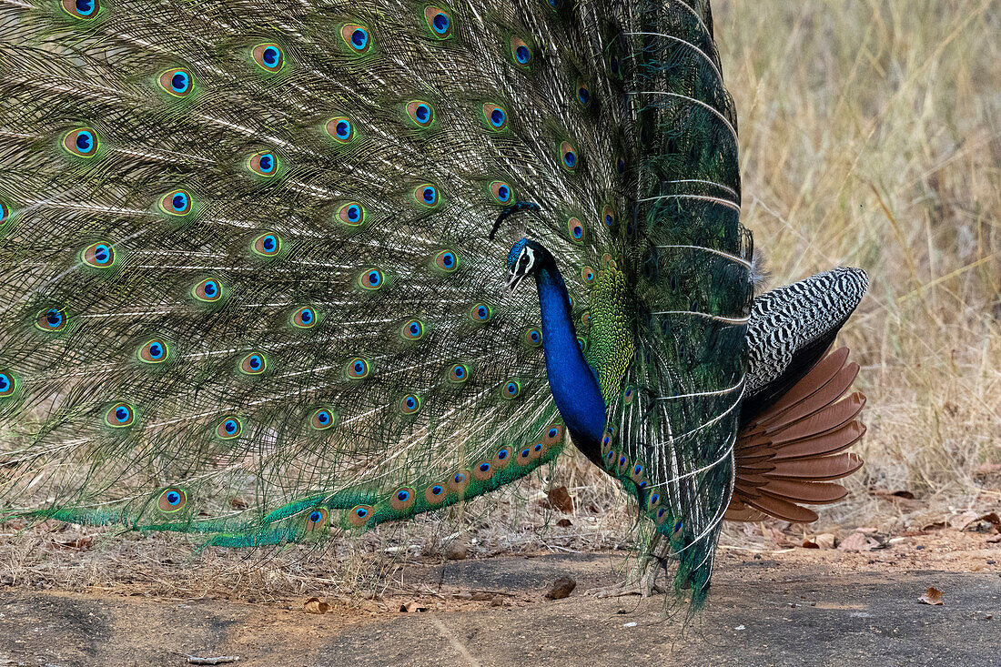 Indian Peafowl (Pavo cristatus) displaying, Bandhavgarh National Park, Madhya Pradesh, India, Asia\n