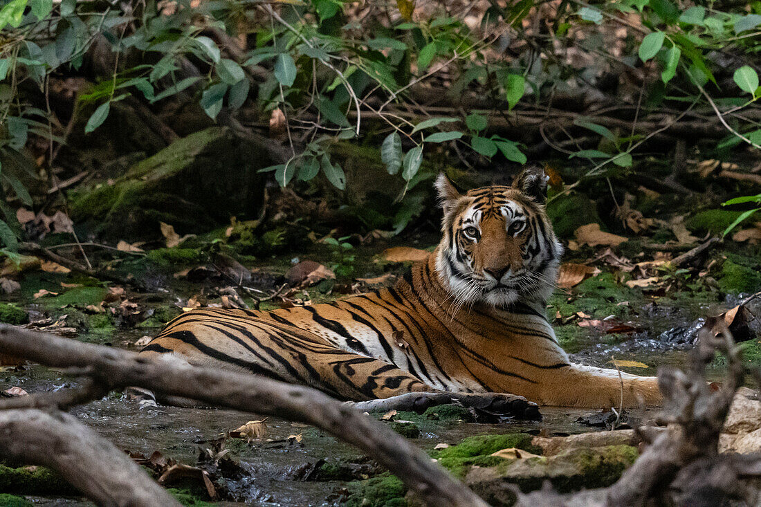 Bengal tiger (Panthera Tigris), Bandhavgarh National Park, Madhya Pradesh, India, Asia\n