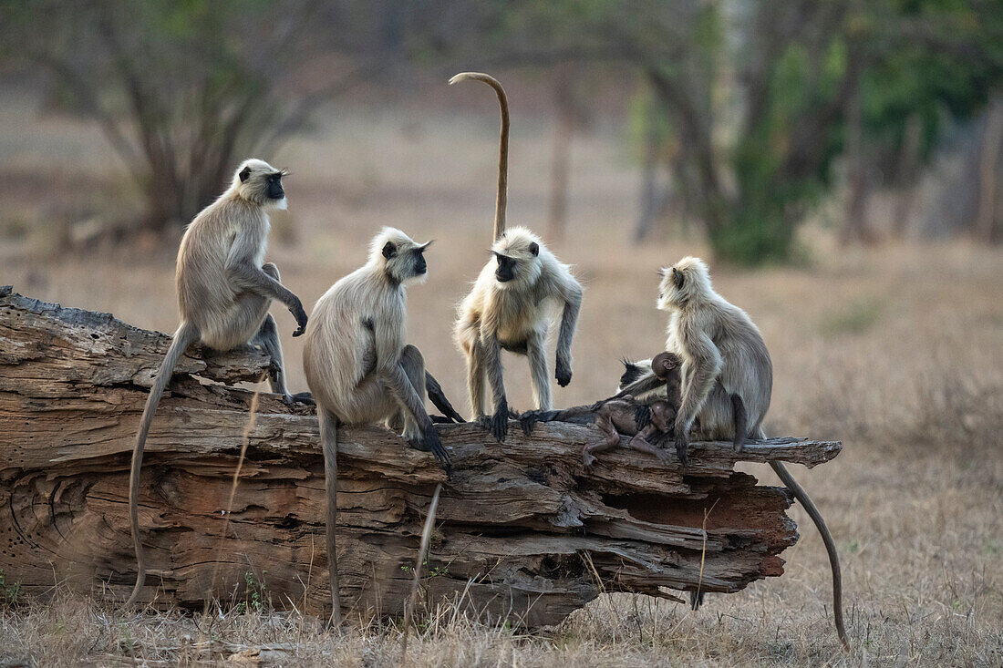 Langur (Semnopithecus Entellus), Bandhavgarh-Nationalpark, Madhya Pradesh, Indien, Asien