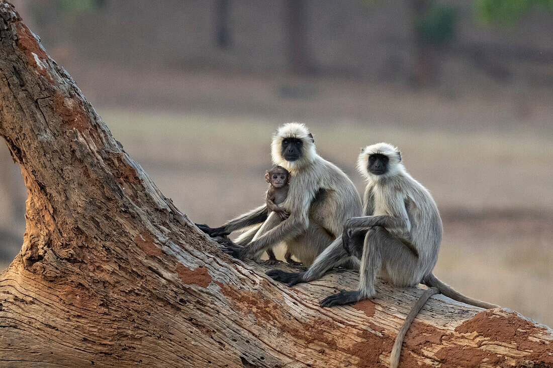 Common Langur (Semnopithecus Entellus), Bandhavgarh National Park, Madhya Pradesh, India, Asia\n