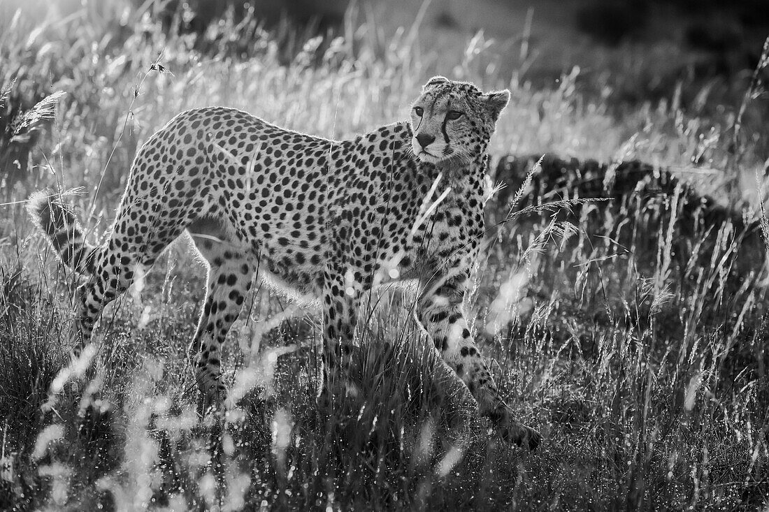 Cheetah (Acinonyx Jubatus), Mara North, Kenya, East Africa, Africa\n