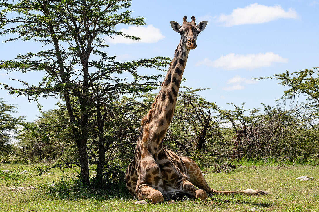 Maasai-Giraffe (Giraffa Tippelskirchi), Mara Nord, Kenia, Ostafrika, Afrika