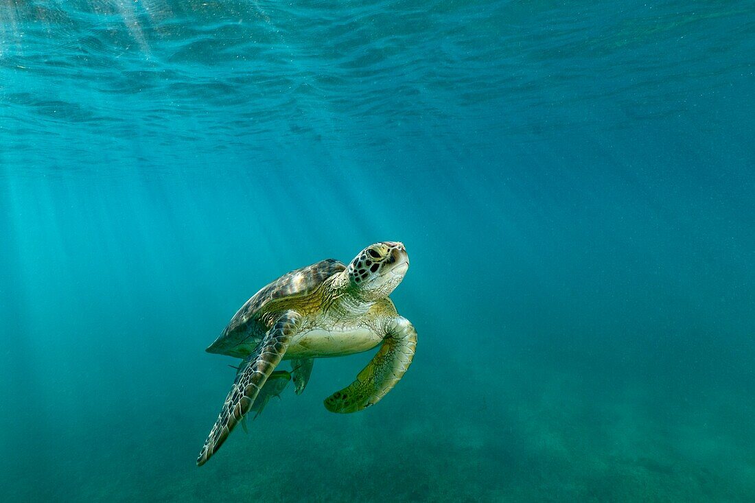Grüne Schildkröte beim Schwimmen in der Lagune von Mayotte, Indischer Ozean, Afrika