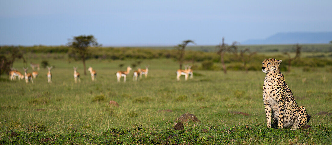 Gepard (Acinonyx Jubatus), Maasai Mara, Mara Nord, Kenia, Ostafrika, Afrika