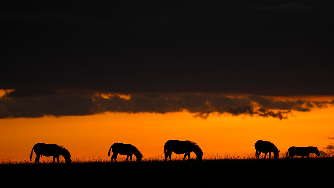 Plains Zebra at dusk (Equus Quagga), Maasai Mara, Mara North, Kenya, East Africa, Africa\n