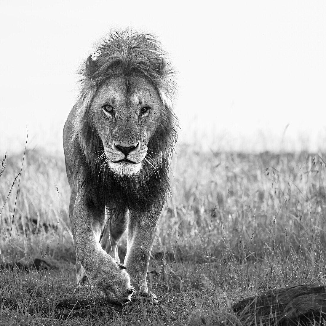 African Lion (Panthera Leo), Mara North, Maasai Mara, Kenya, East Africa, Africa\n