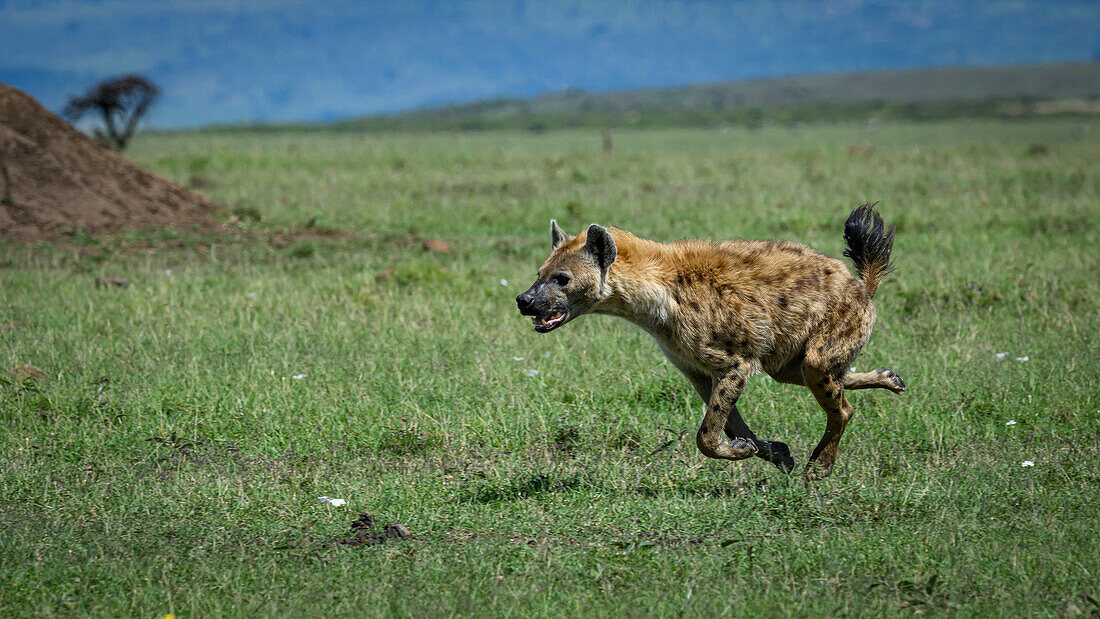 Hyena (Hyaenidae), Maasai Mara, Mara North, Kenya, East Africa, Africa\n