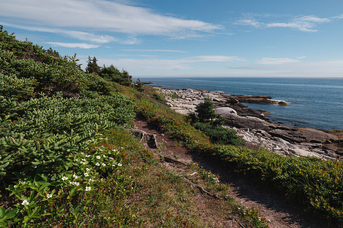 Zwerg-Hartriegel-Blüten und die felsige Küstenlinie am Atlantik, Dr. Bill Freedman Nature Preserve, Nature Conservancy of Canada, Nova Scotia, Kanada, Nordamerika