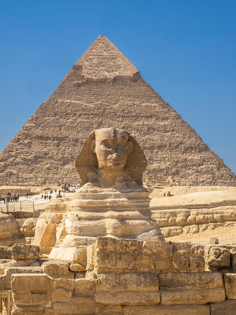 Die Große Sphinx von Gizeh, eine Kalksteinstatue einer liegenden Sphinx, UNESCO-Weltkulturerbe, Gizeh-Plateau, Westufer des Nils, Kairo, Ägypten, Nordafrika, Afrika