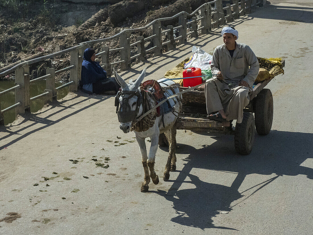 Man on a donkey cart near the Memphite Necropolis, UNESCO World Heritage Site, Egypt, North Africa Africa\n