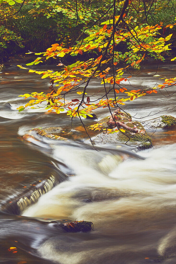 Beech trees in autumn colour, beside the River Barle, at Tarr Steps, near Dulverton, Exmoor National Park, Somerset, England, United Kingdom, Europe\n