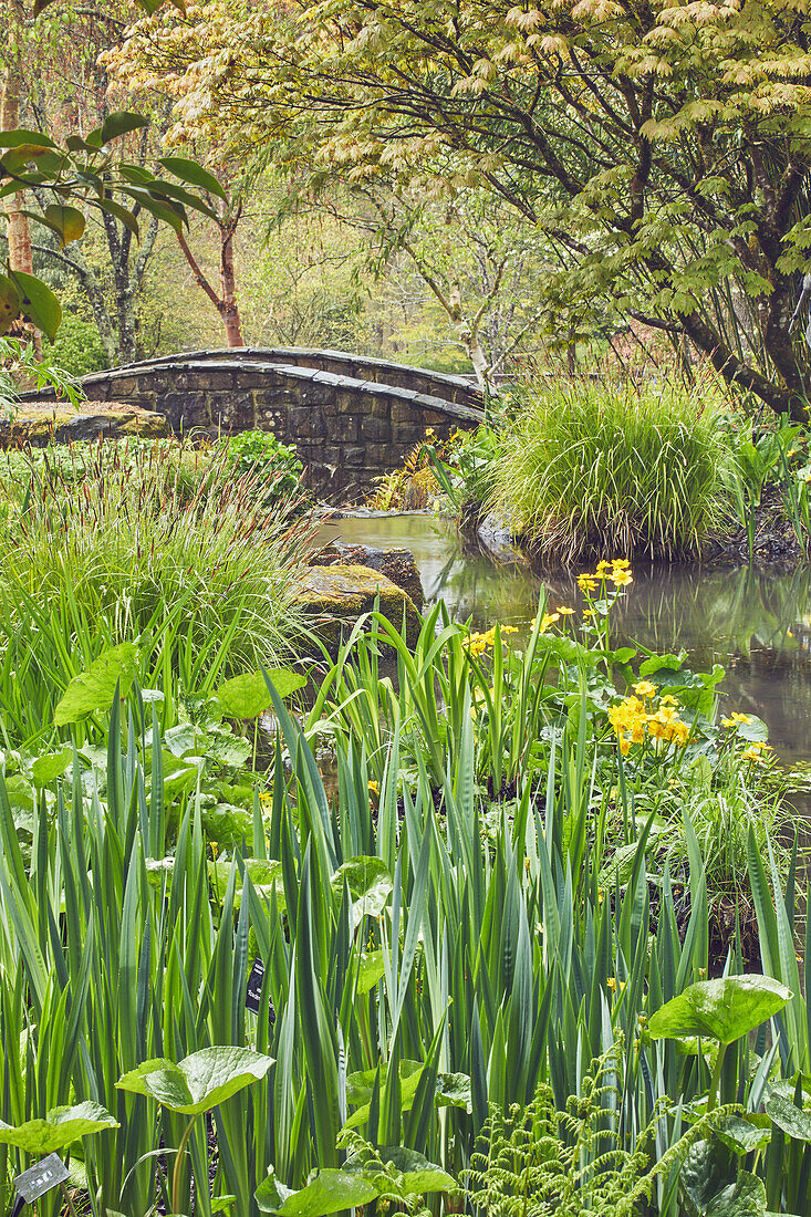 Ein schattiger, von Pflanzen gesäumter Bachlauf führt durch das Herz des Gartens, RHS Rosemoor Garden, Great Torrington, Devon, England, Vereinigtes Königreich, Europa