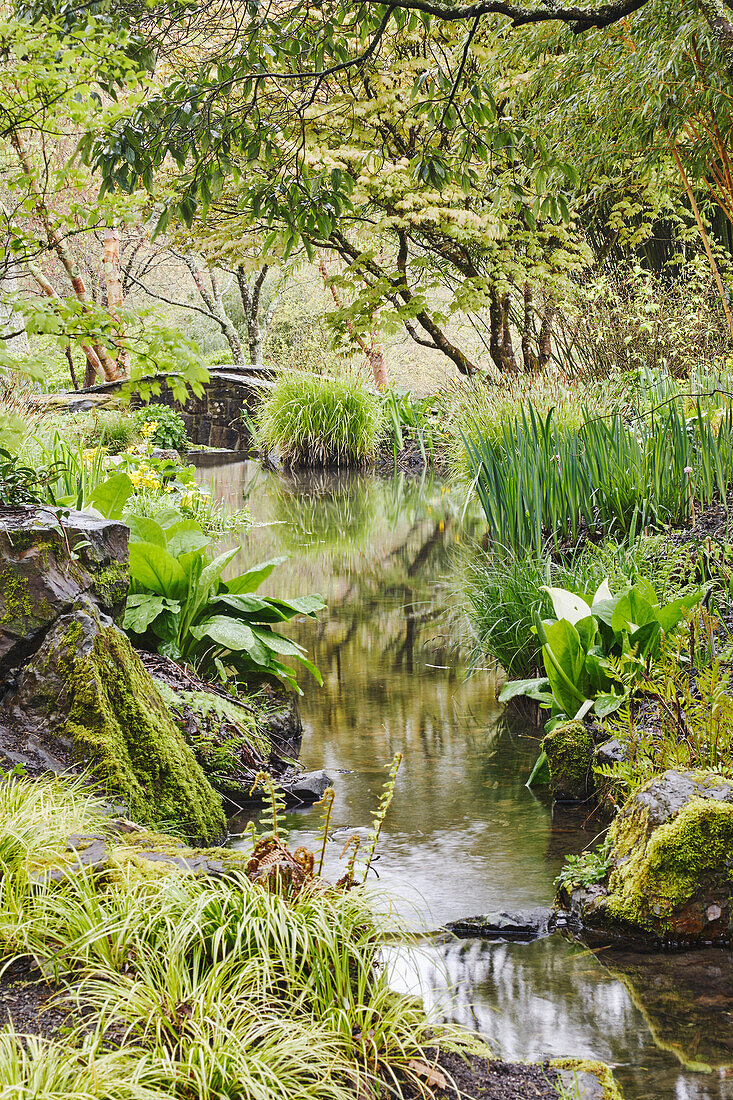 Ein schattiger, von Pflanzen gesäumter Bach verläuft durch das Herz des Gartens, RHS Rosemoor Garden, Great Torrington, Devon, England, Vereinigtes Königreich, Europa