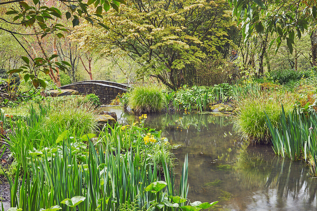 Ein schattiger, von Pflanzen gesäumter Bach fließt durch das Herz des Gartens, RHS Rosemoor Garden, Great Torrington, Devon, England, Vereinigtes Königreich, Europa