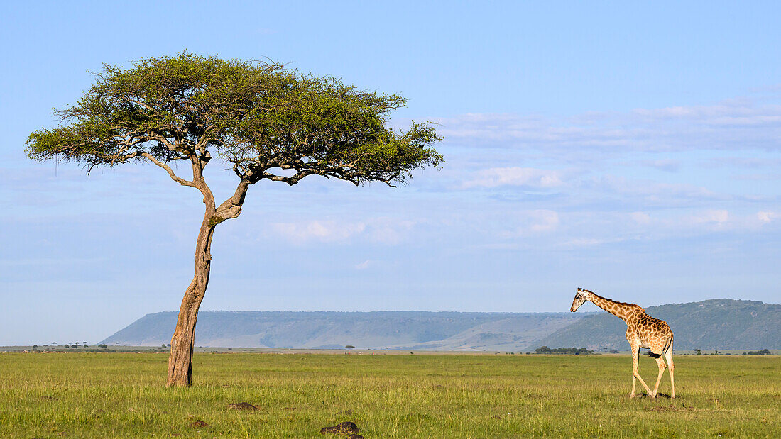 Masai-Giraffe (Giraffa tippelskirchi), Maasai Mara, Mara Nord, Kenia, Ostafrika, Afrika