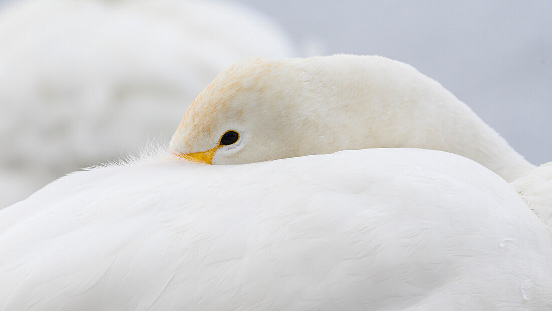 Singschwan (Cygnus cygnus), Kussaro See, Hokkaido, Japan, Asien