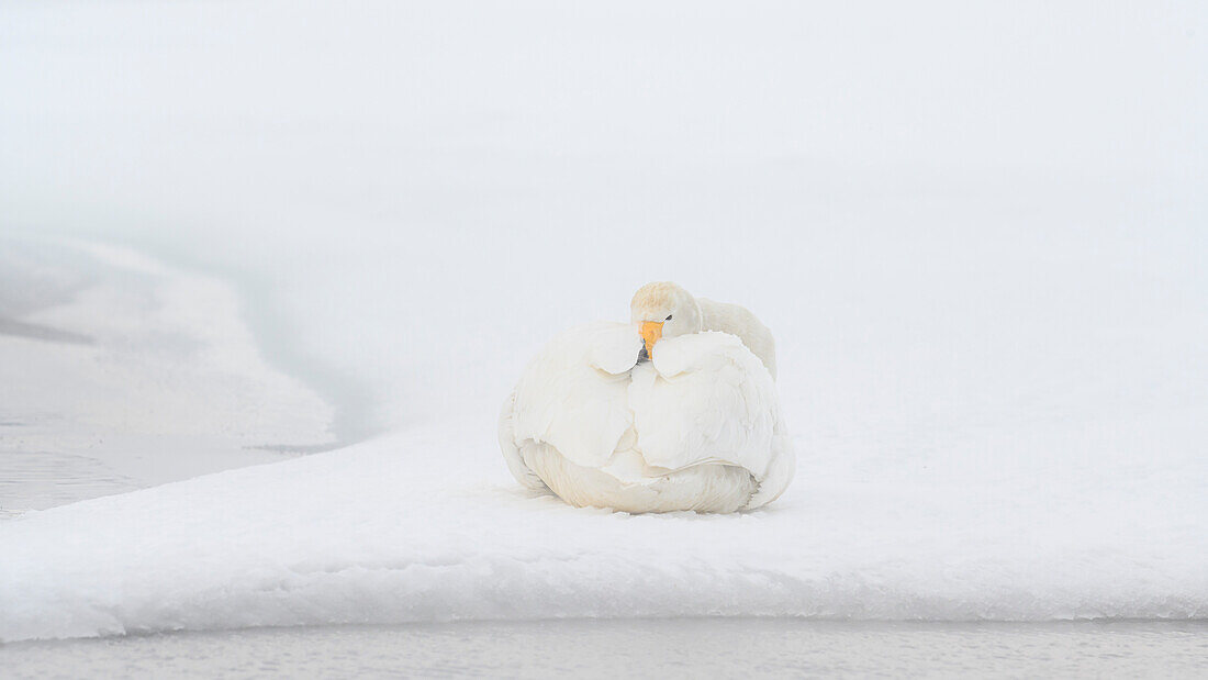 Whooper Swan (Cygnus cygnus), Kussaro Lake, Hokkaido, Japan, Asia\n