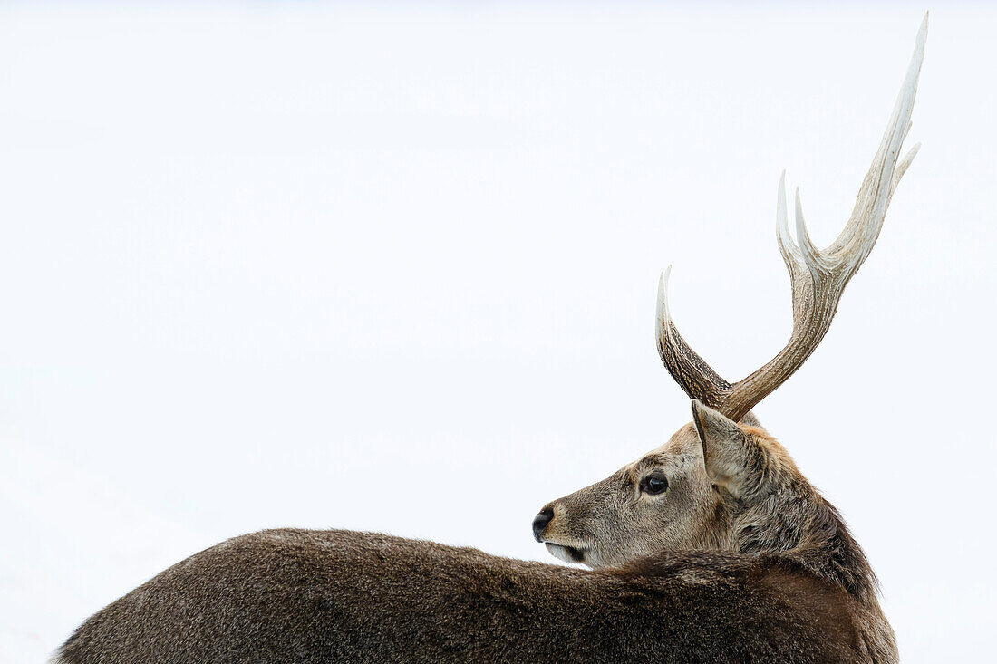 Sika Deer (Cervus nippon), Notsuke Peninsula, Hokkaido, Japan, Asia\n