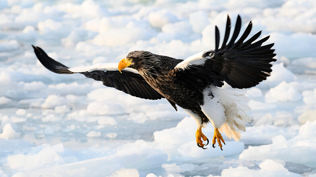 Stellers Sea Eagle (Haliaeetus pelagious), Rausu, Hokkaido, Japan, Asia\n