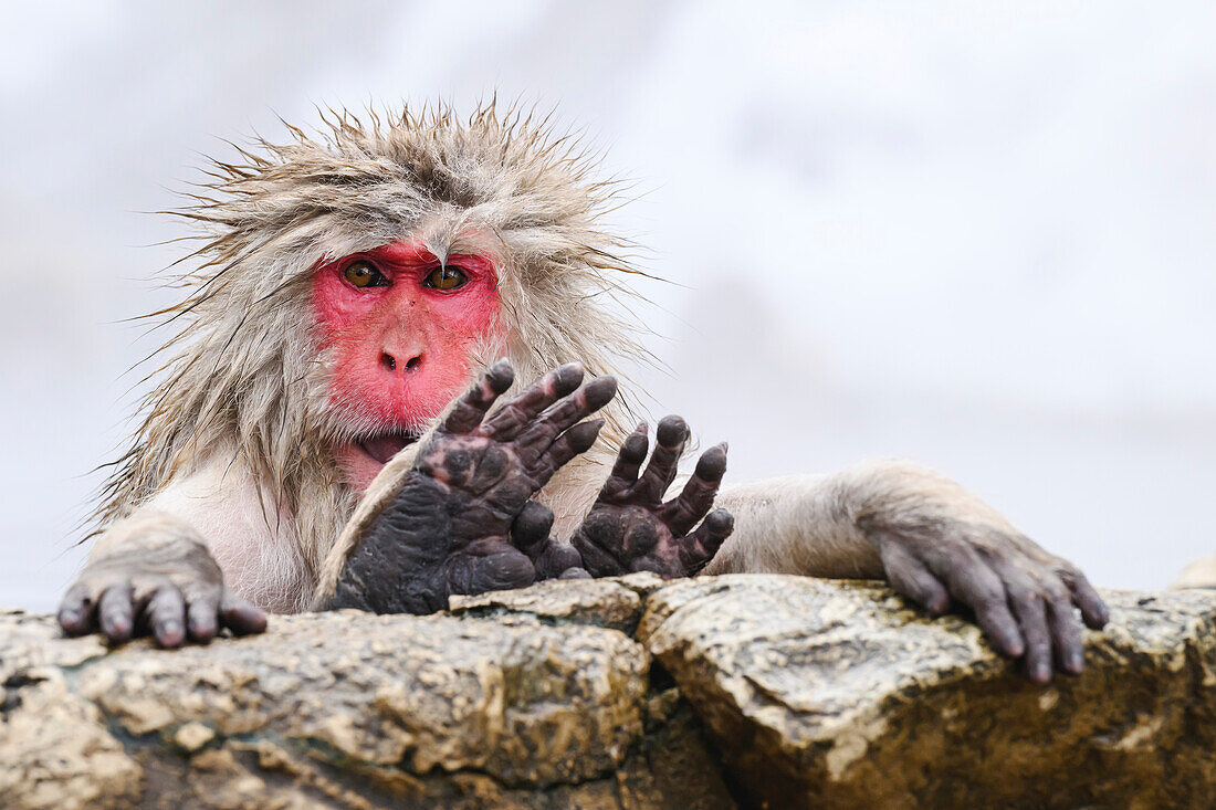 Japanese Macaque (Macaca fuscats), Nagano, Japan, Asia\n